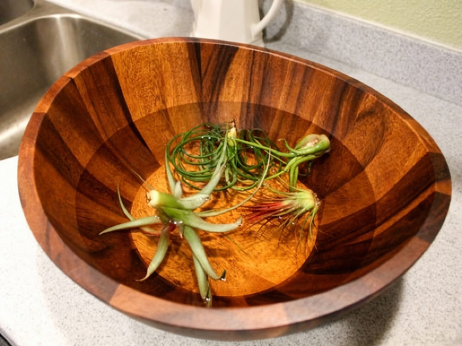 tillandsia soaking bowl water
