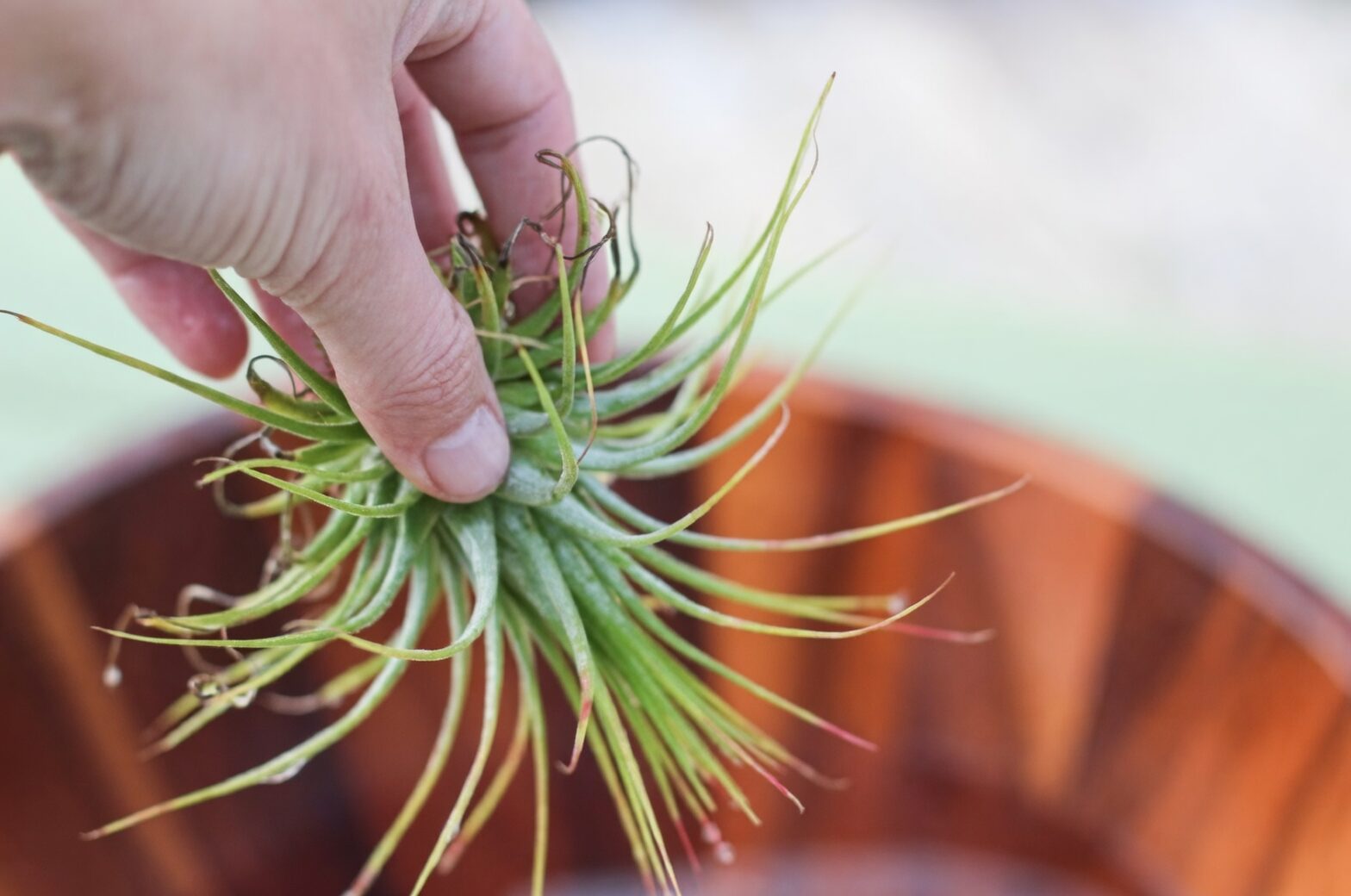 tillandsia drying upside down