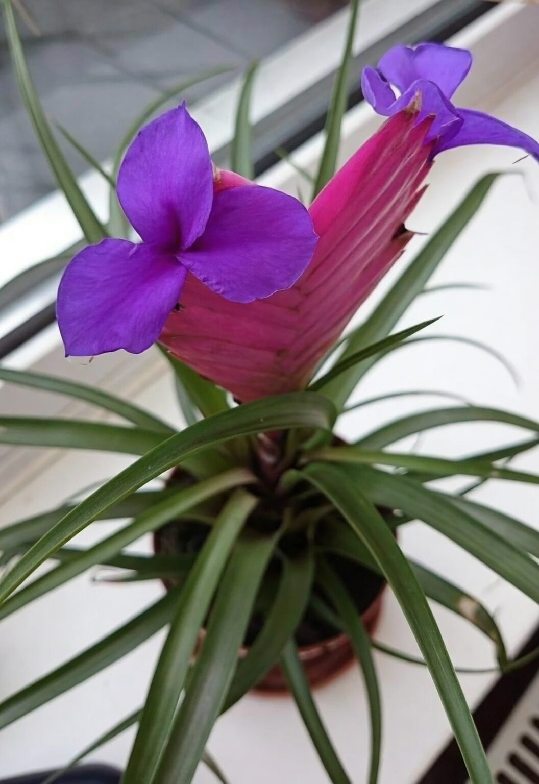 tillandsia bloom bract purple flowers