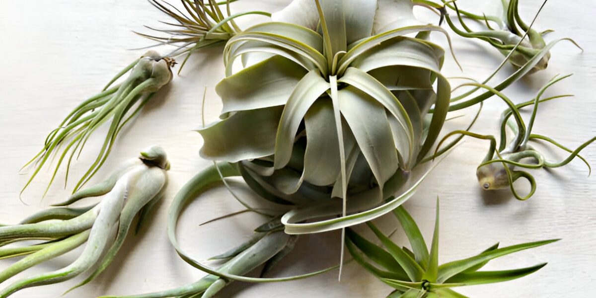 Silver vs. Green Tillandsias: Can You Read Trichomes to Set Light and Water?