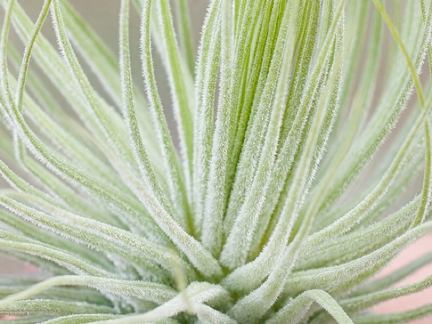tillandsia trichomes macro close-up