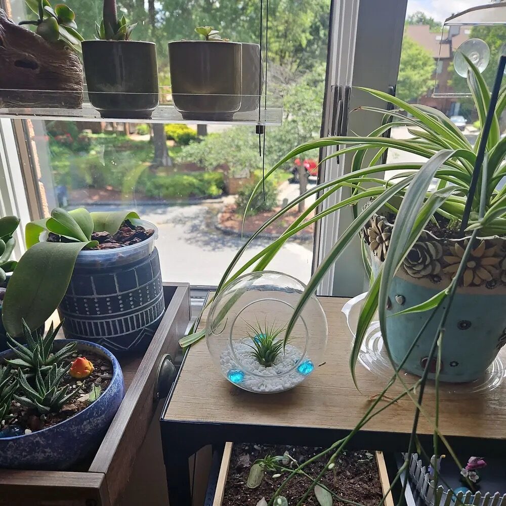 tillandsia on east window morning sun