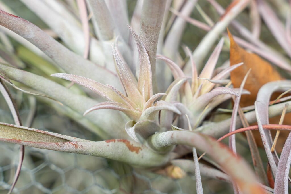 tillandsia bloom with pups