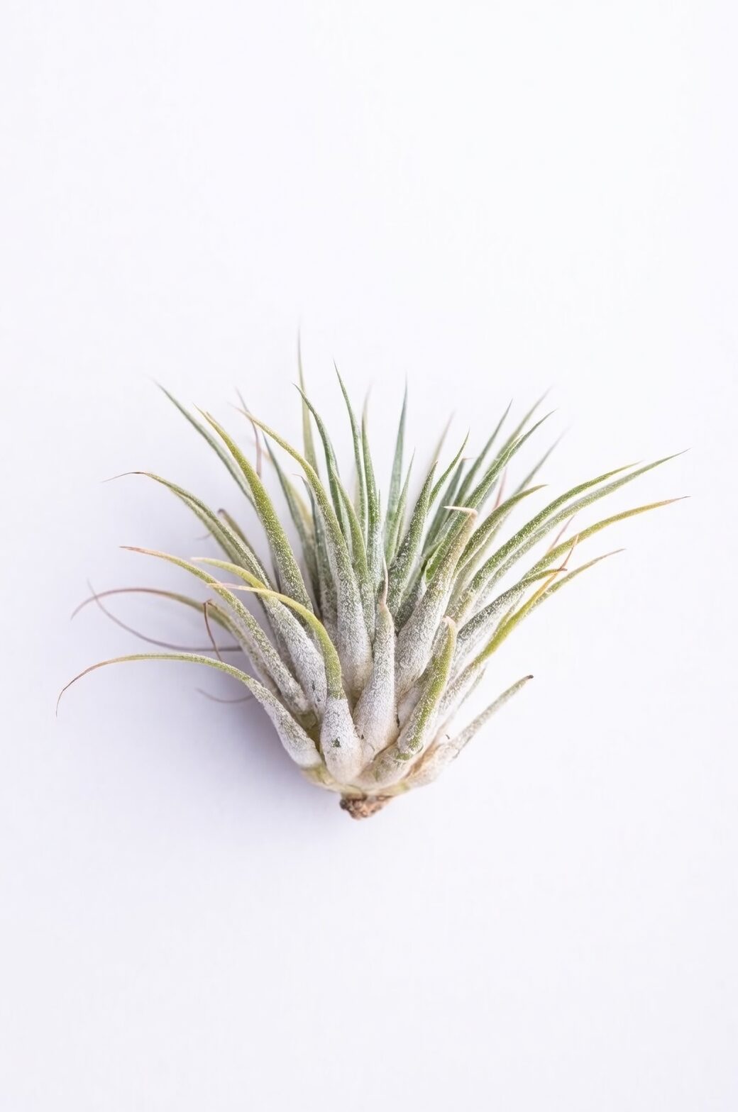 Tillandsia crown rot black base