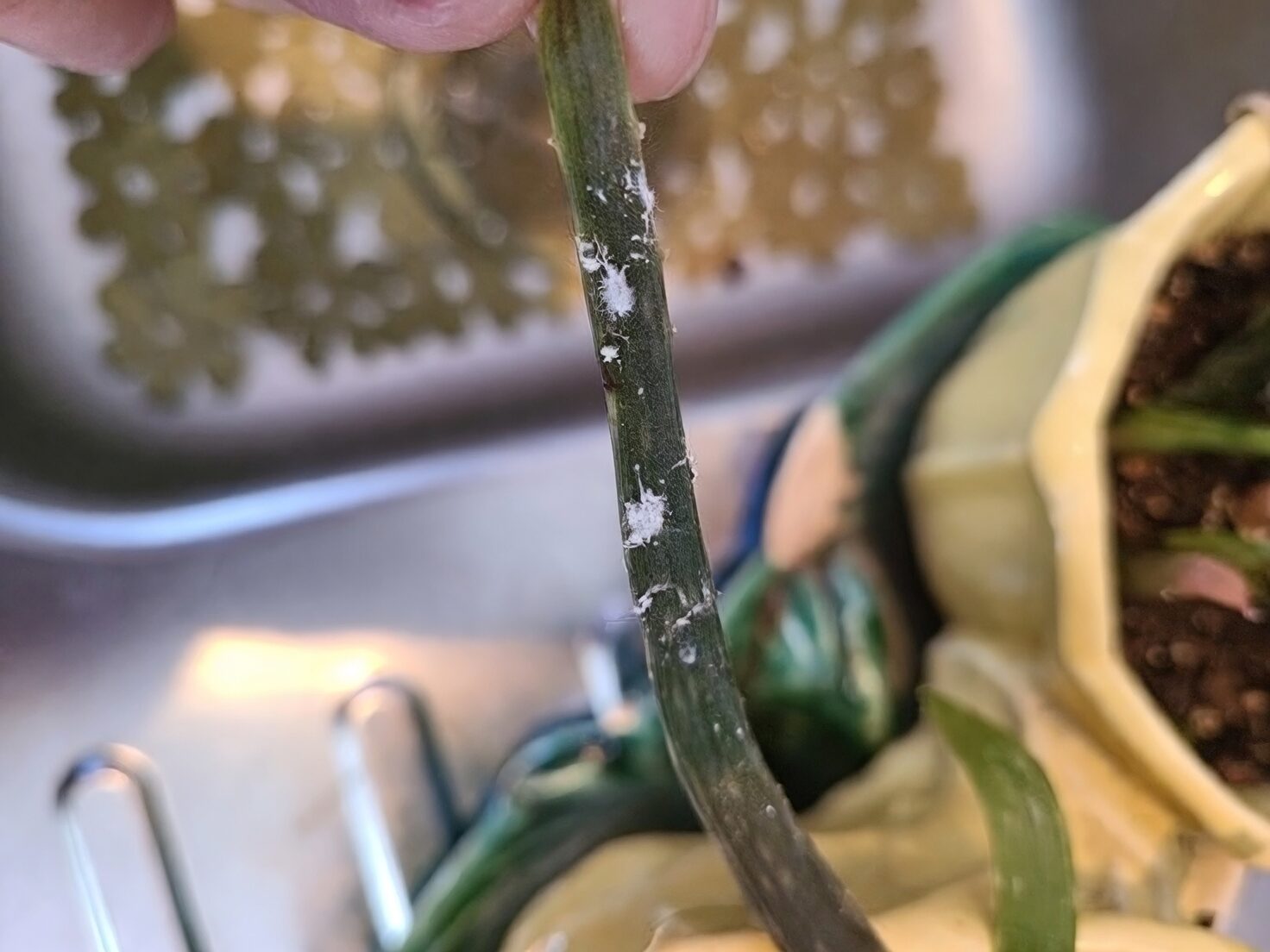 Tillandsia mealybugs cottony close-up