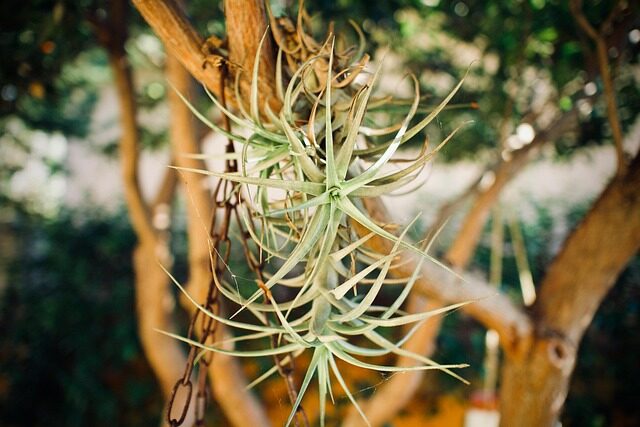 Tillandsia display small fan shelf