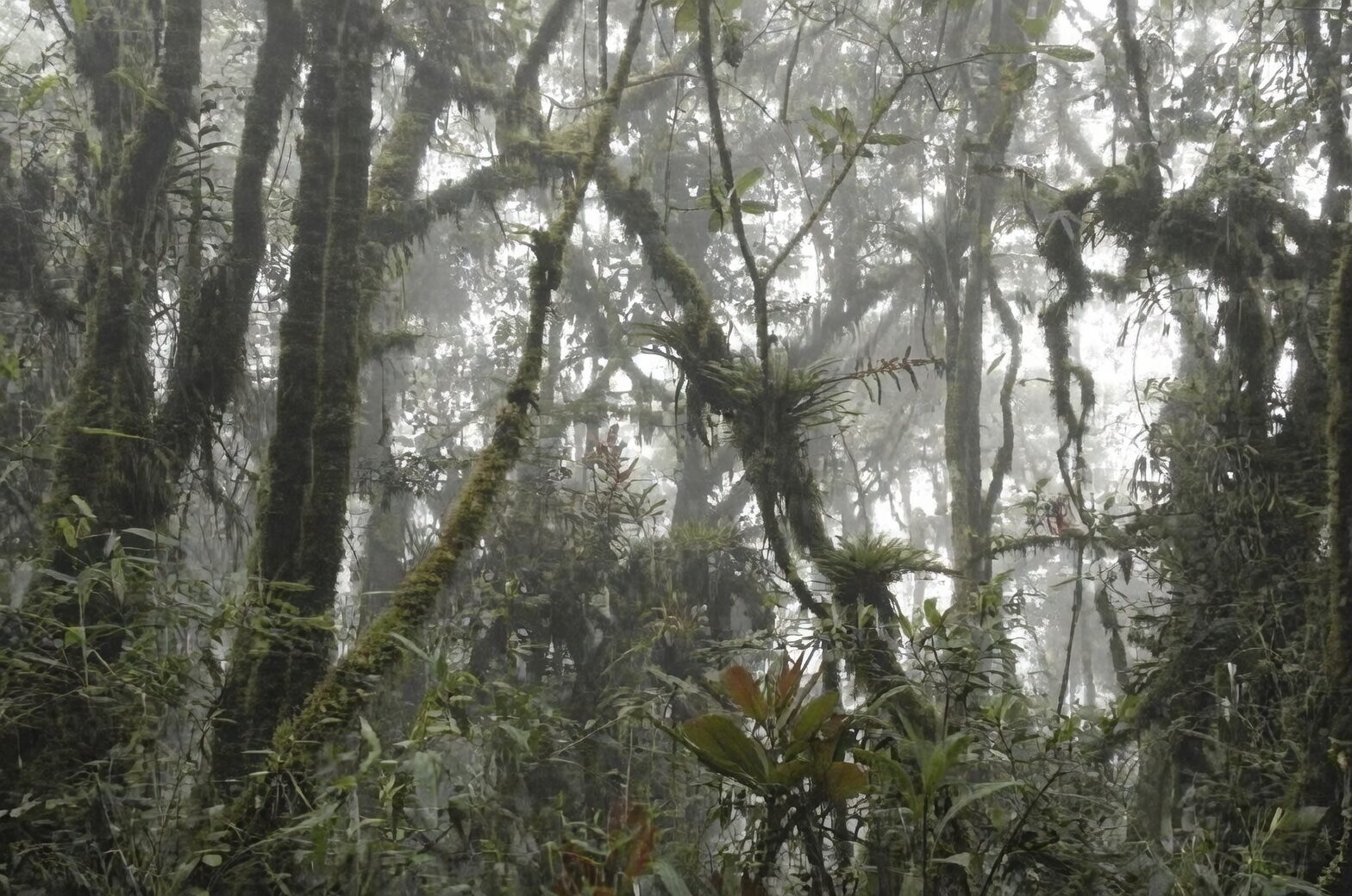 From Cloud Forest Mist to Desert Sun: How Air Plants Conquered the Americas