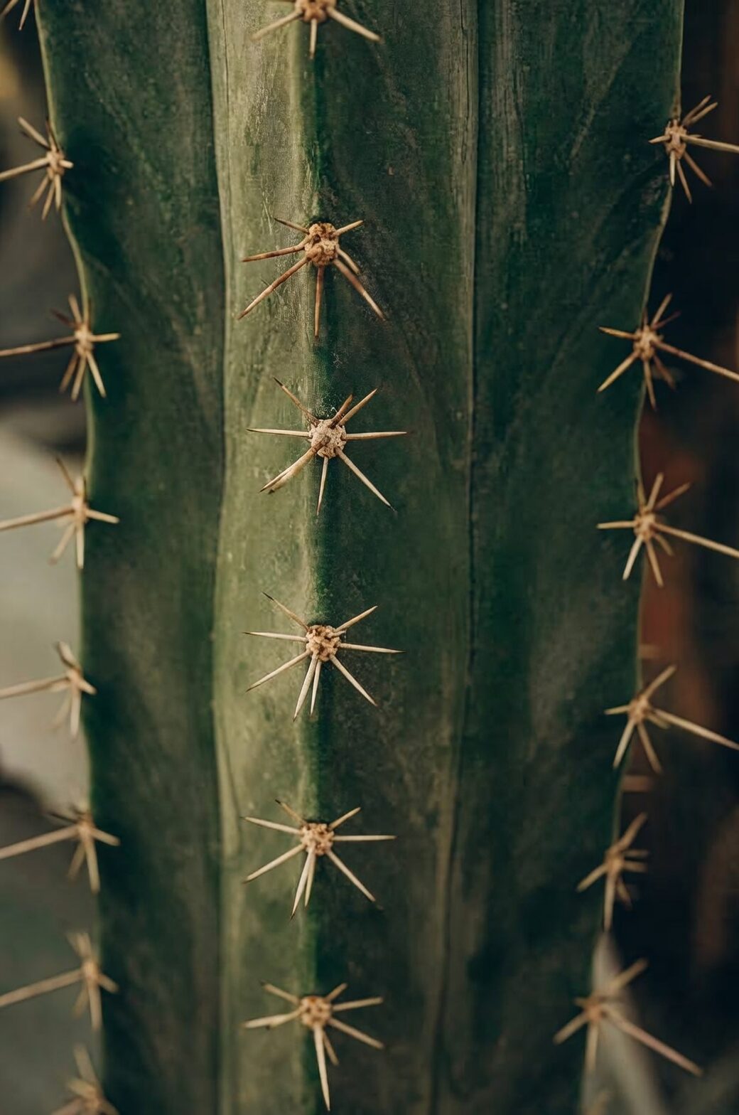 tillandsia on cactus spines close up