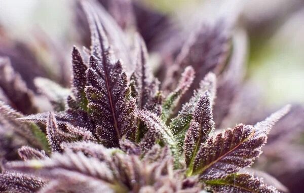 tillandsia leaf trichomes macro