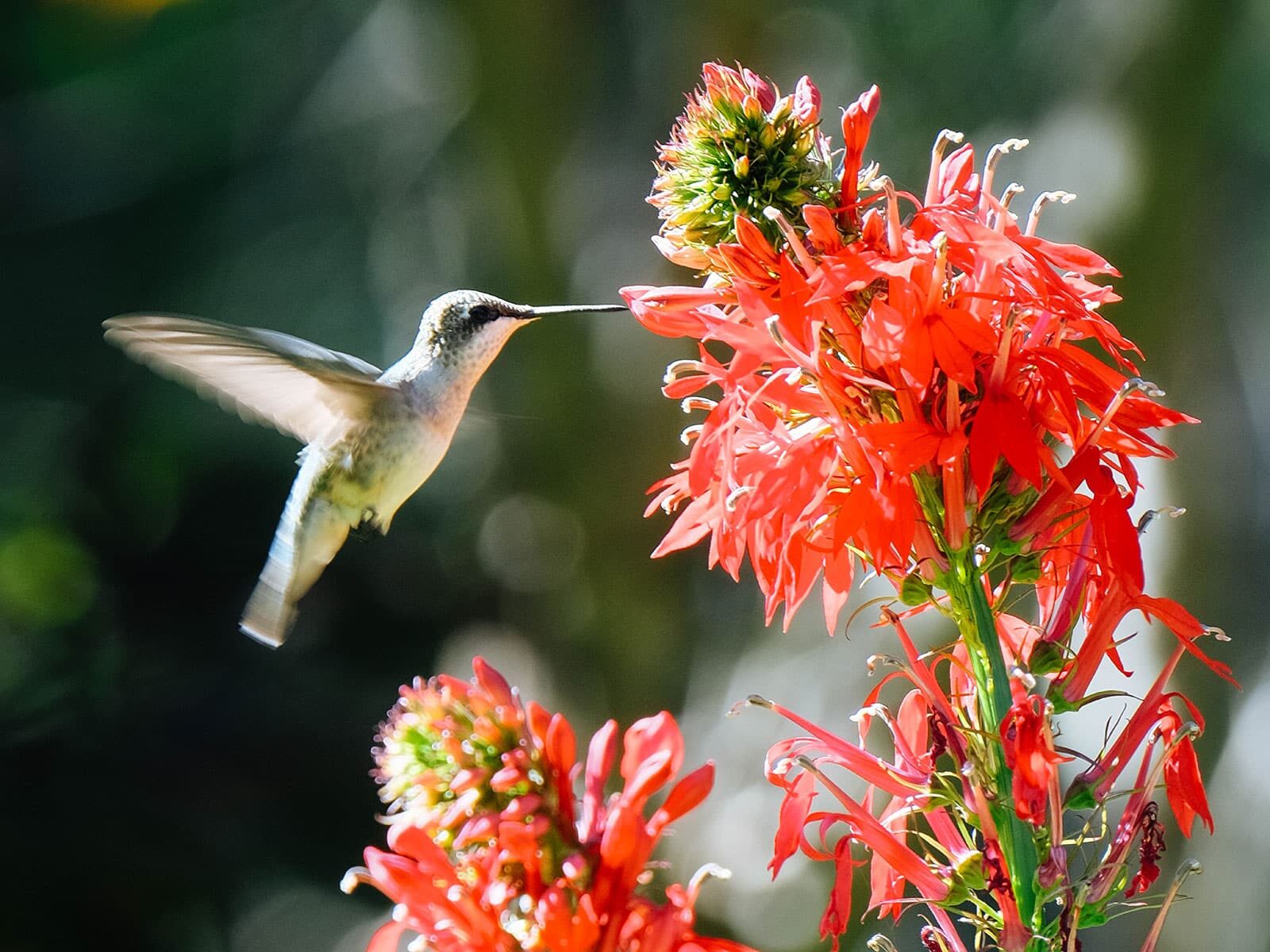 hummingbird feeding tillandsia flower