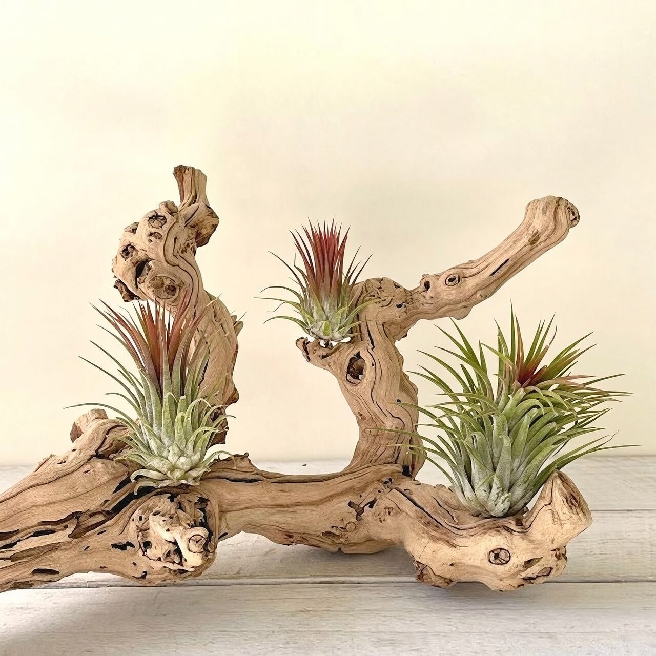 tillandsia mounted on driftwood indoor