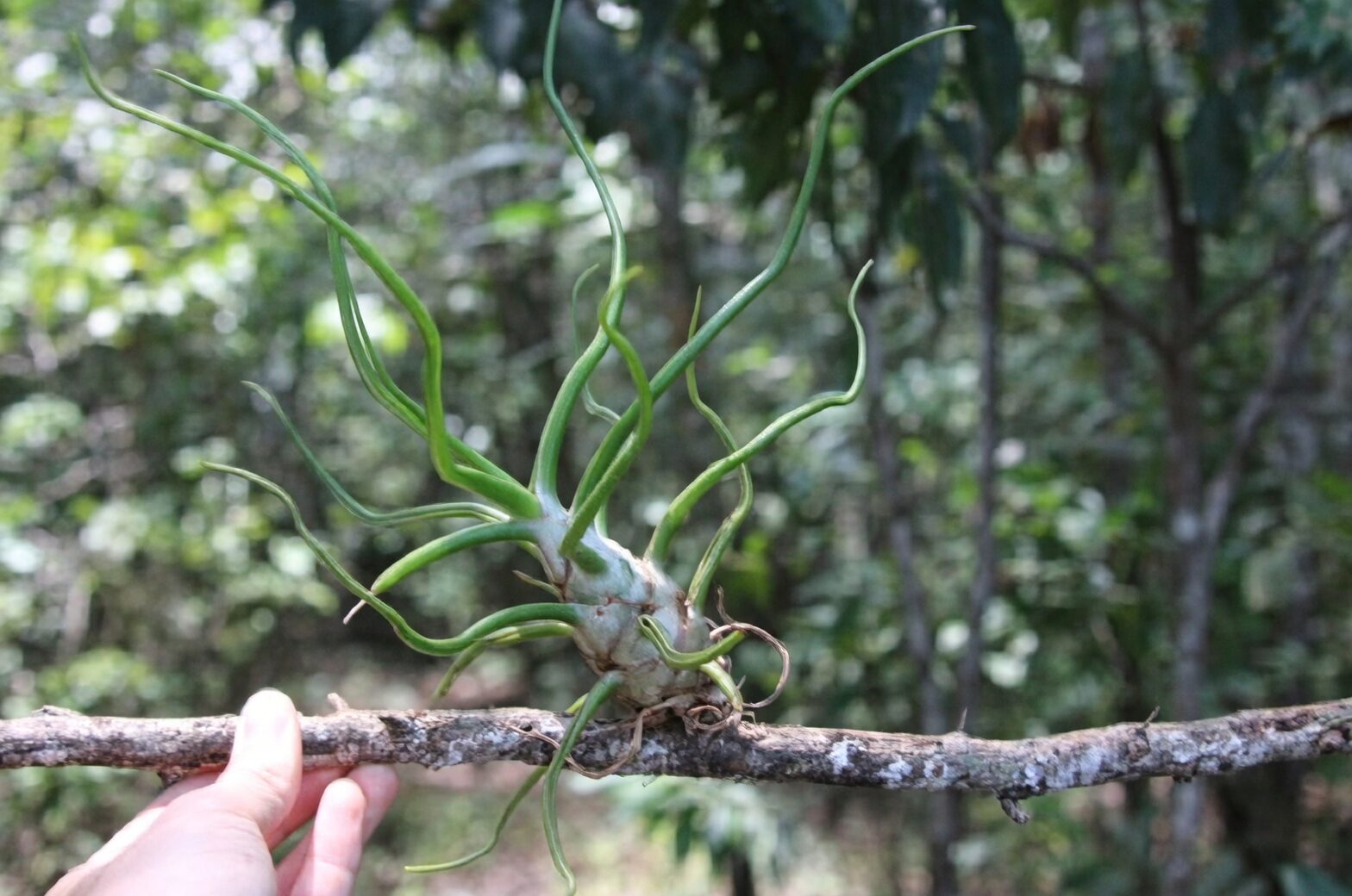 tillandsia roots anchoring wood close-up