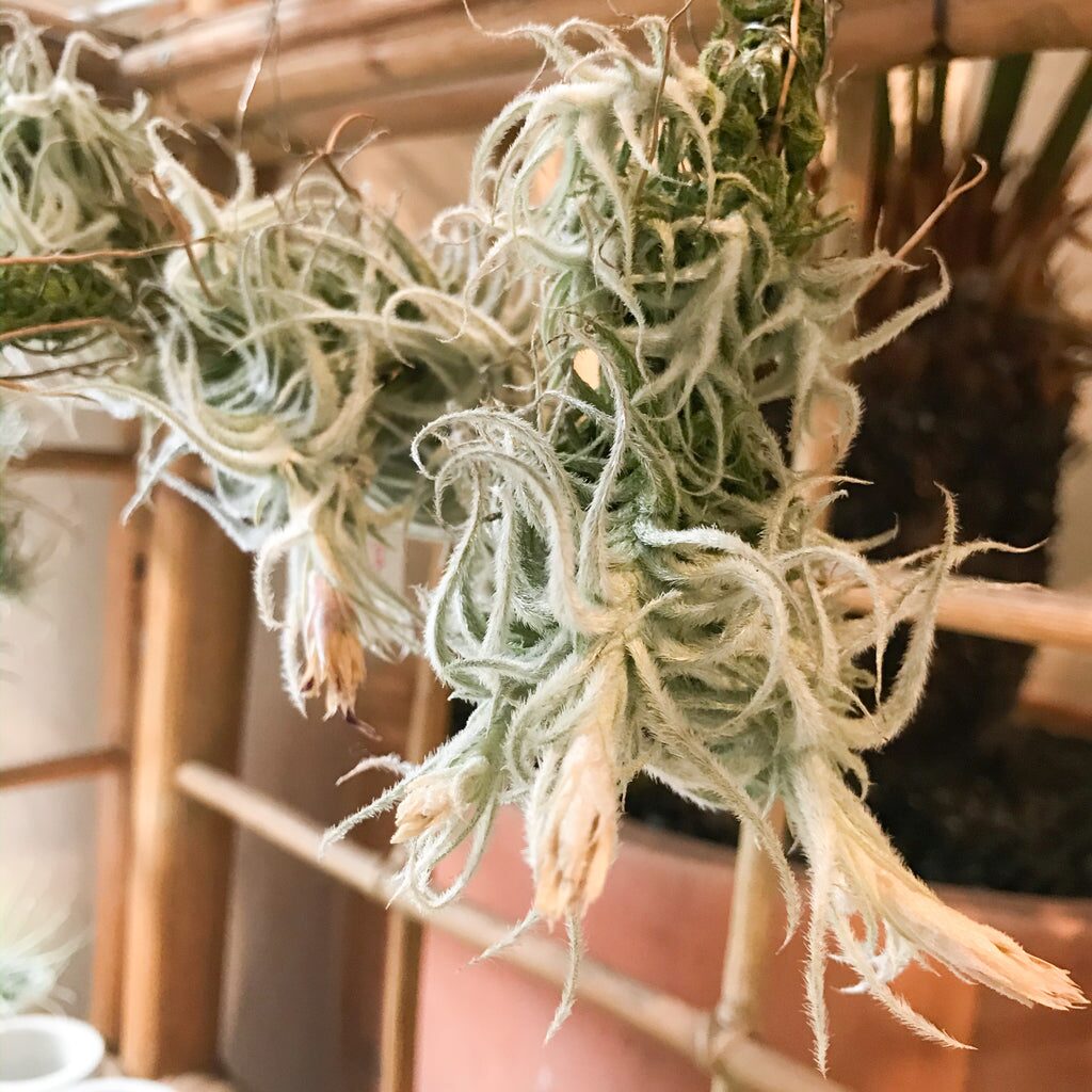 tillandsia clump with pups close-up