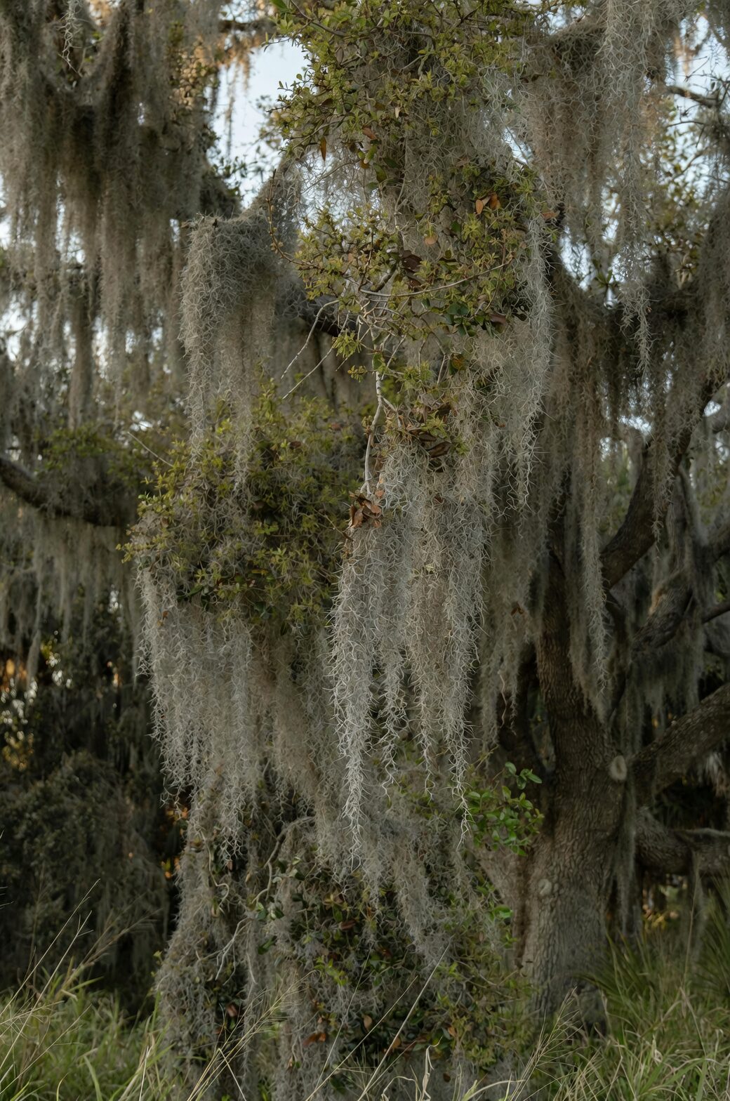 spanish moss tillandsia on oak tree