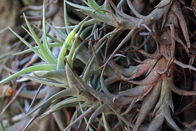 The Flower Language of Air Plants: Freedom, Resilience—and Where These Meanings Came From