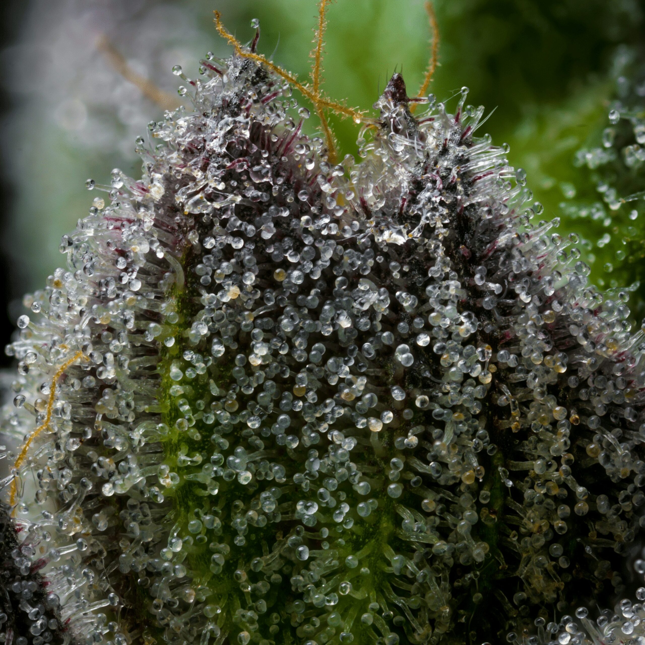 tillandsia trichomes leaf close-up