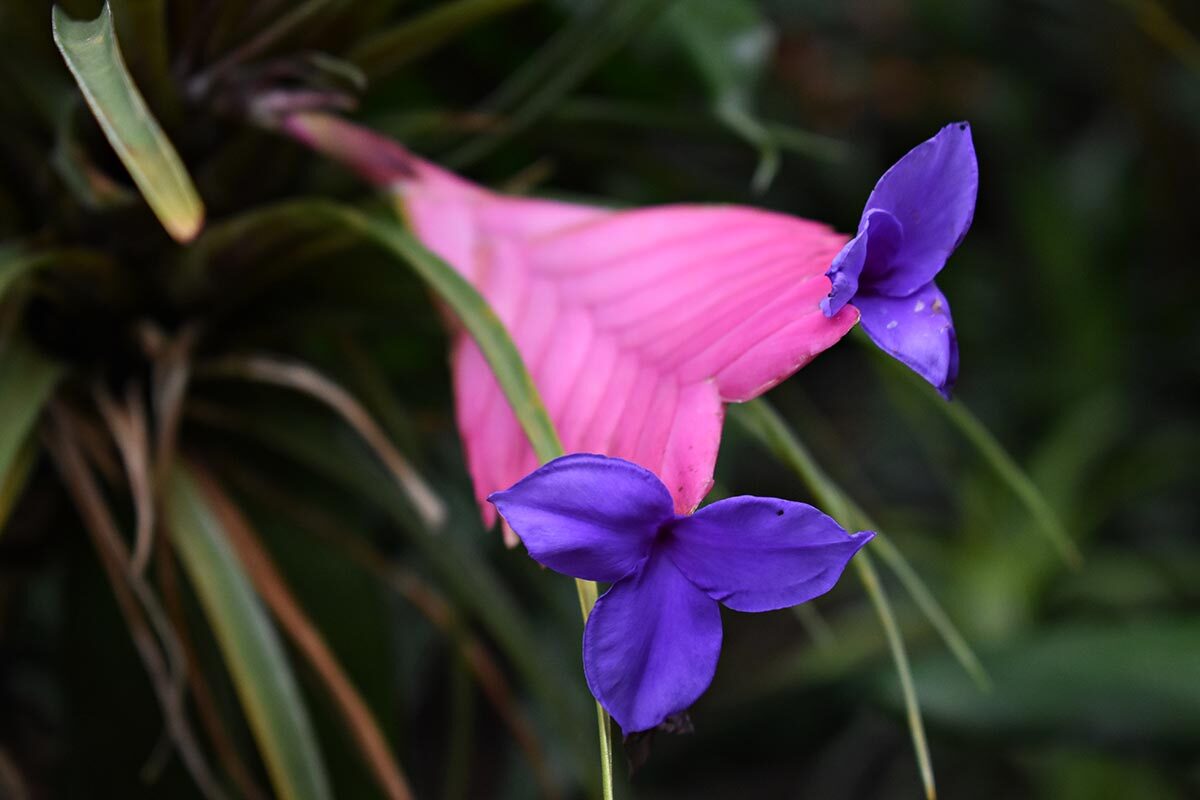blooming tillandsia pink bracts