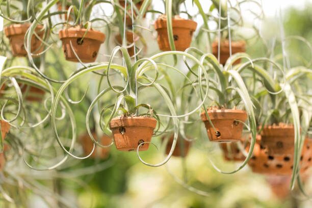 Pup Party! How to Turn One Tillandsia into a Show‑Stopping Clump