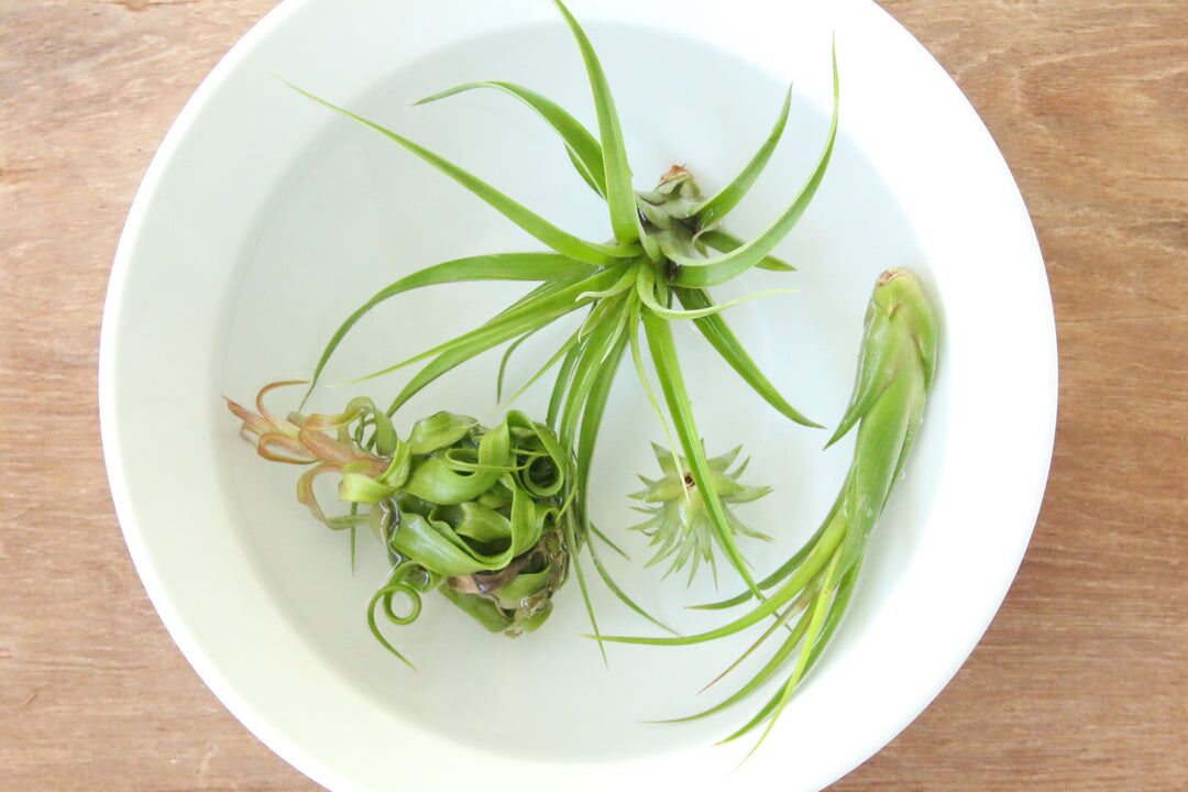 tillandsia soaking bowl water