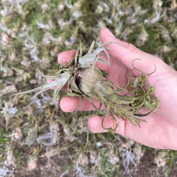 tillandsia pups base close-up