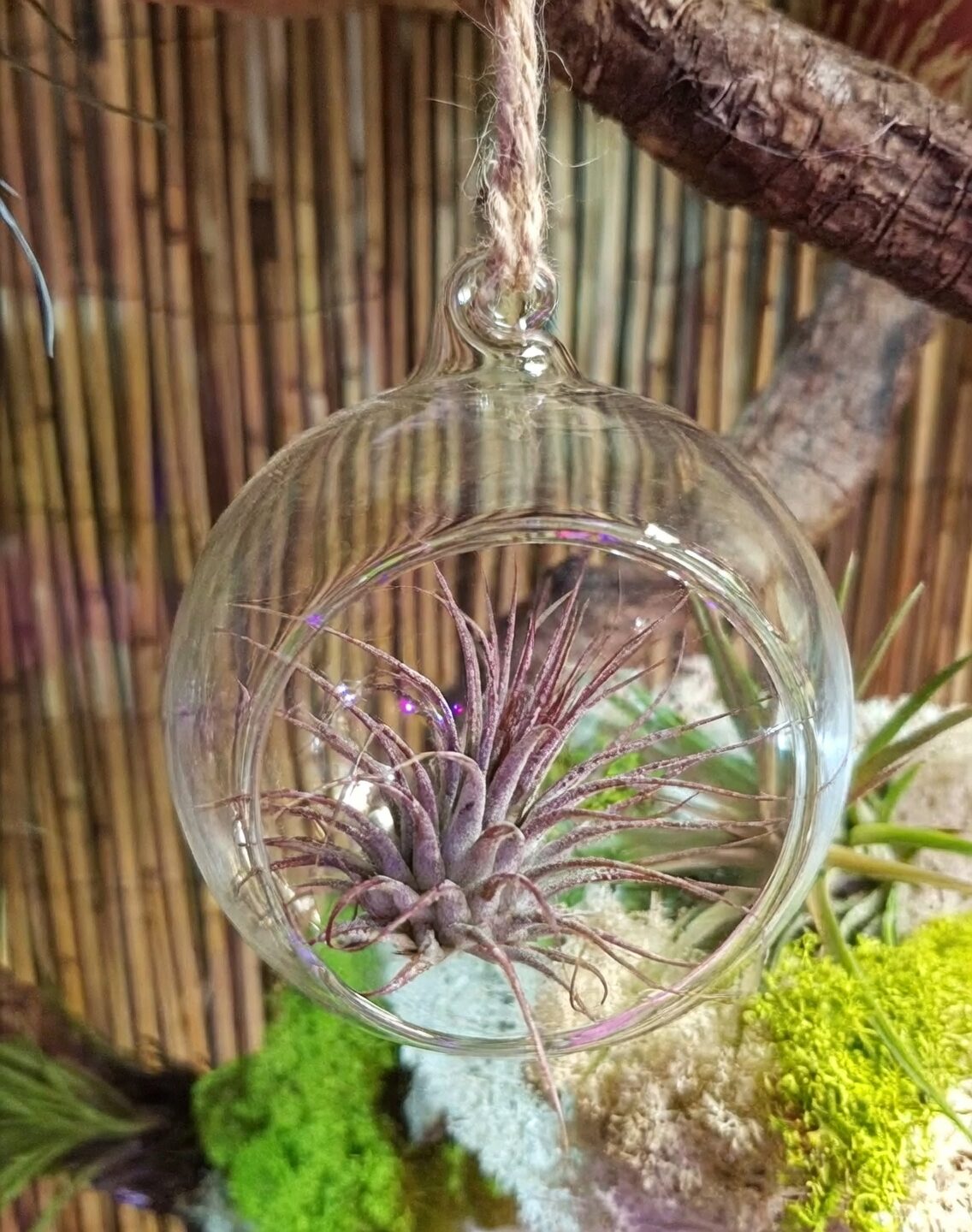 tillandsia ionantha sphere hanging