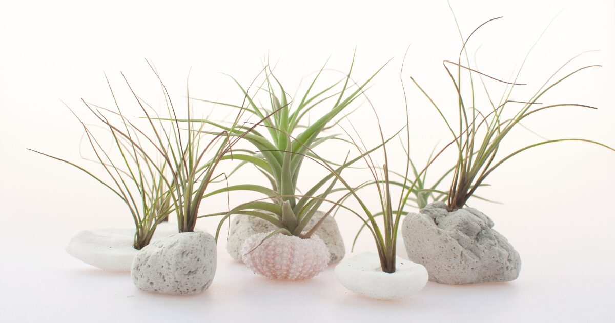 Your 12‑Month Air‑Plant Playbook: Watering, Feeding, and Light by Season