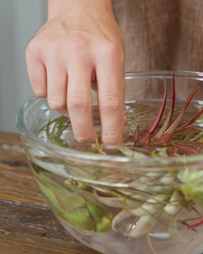 tillandsia drying upside down rack