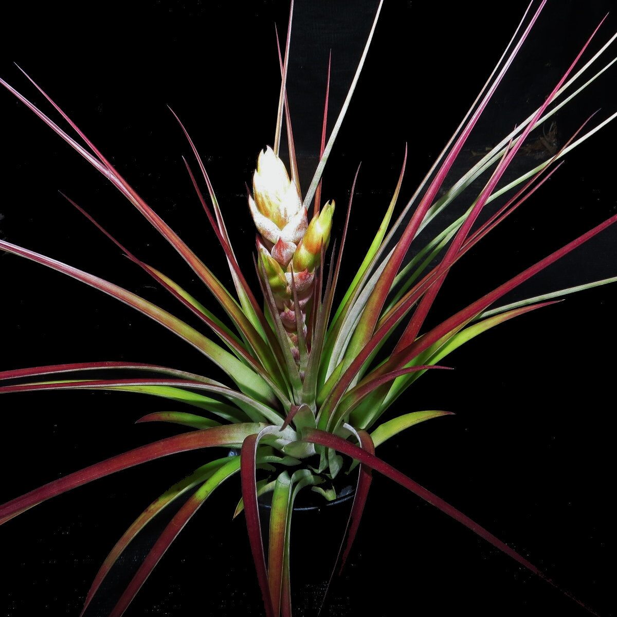 tillandsia bloom bract close-up