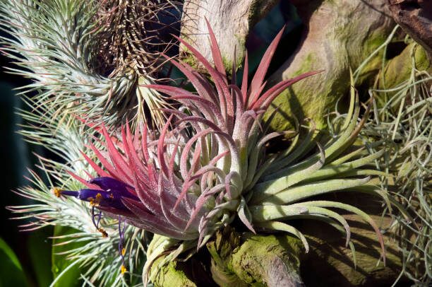 String Them on the Breeze: Growing Air Plants Outside on Trees, Fences, and Rocks