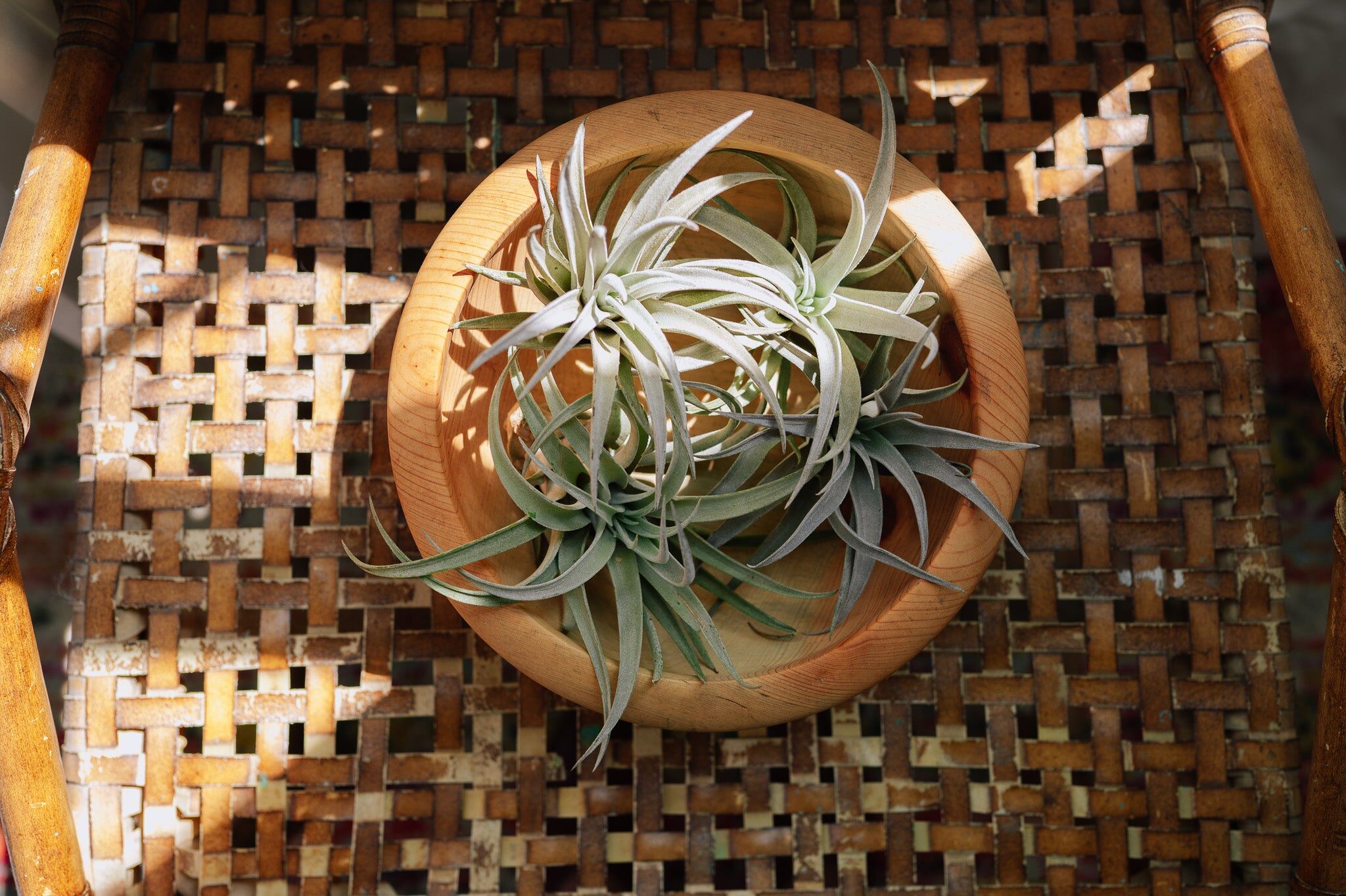 tillandsia on fence morning sun