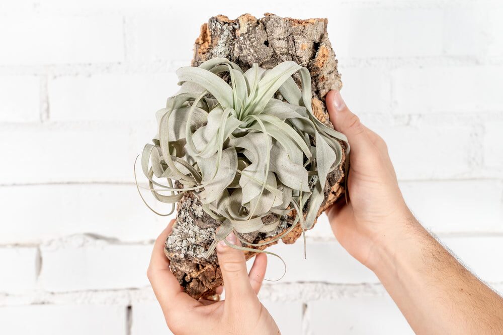 tillandsia tied to cork bark