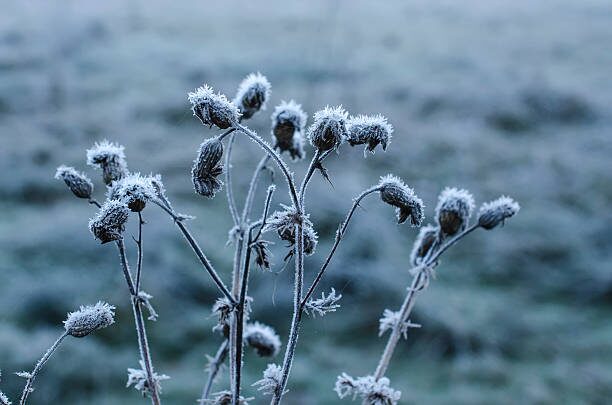 tillandsia under frost cloth outdoors