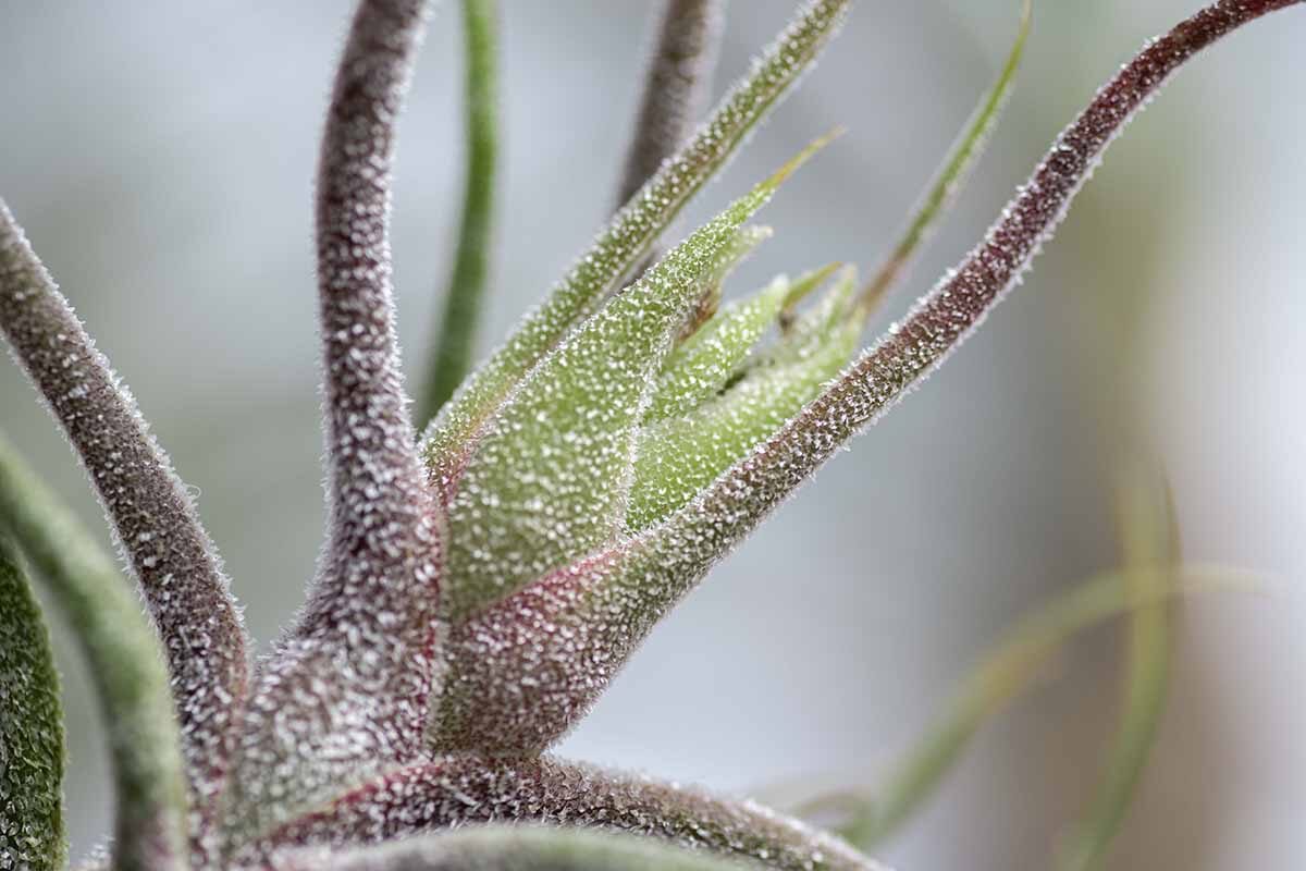 Trichome Tech: The Micro‑Scales That Let Air Plants Drink, Feed—and Blush
