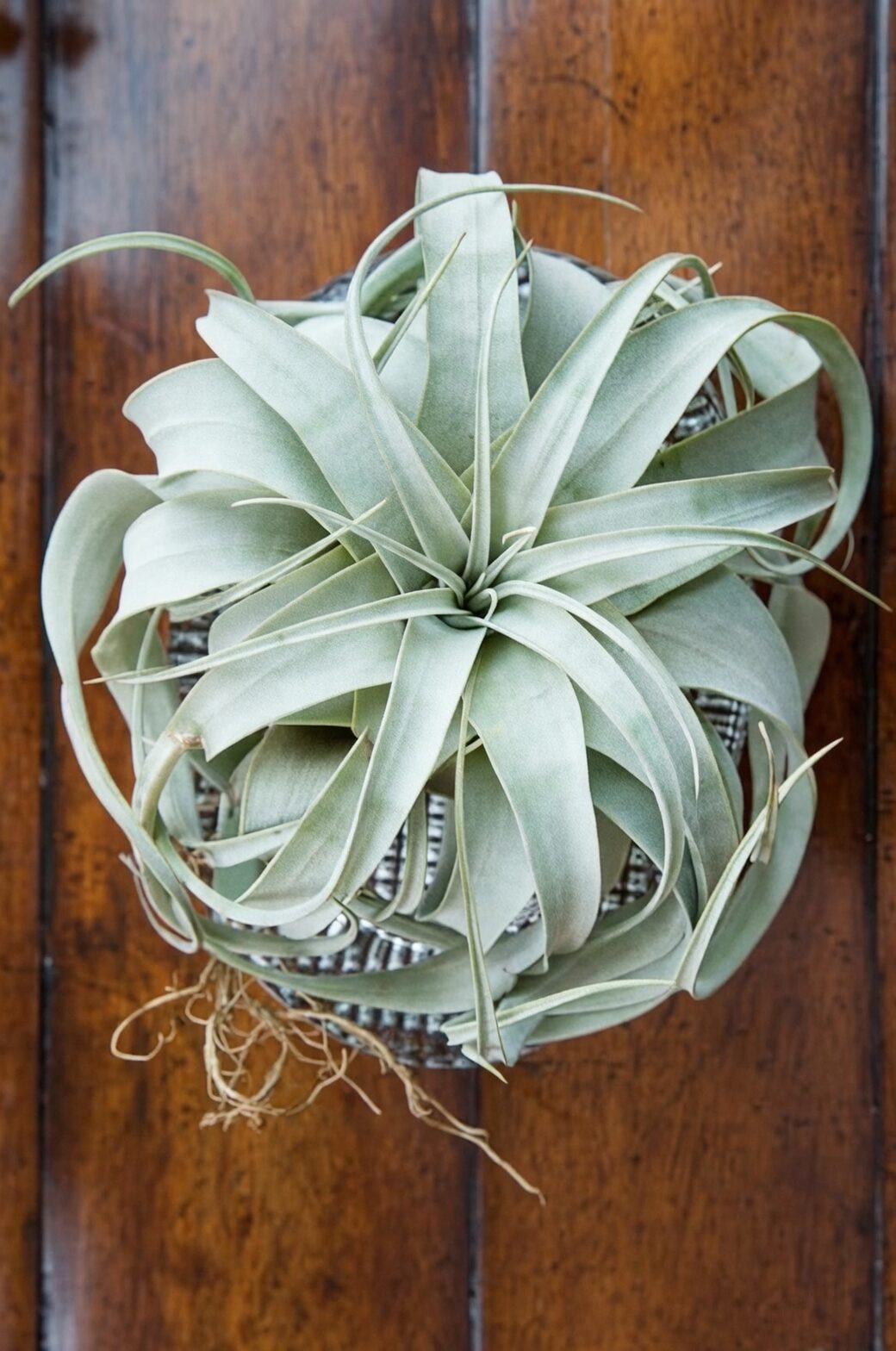 tillandsia xerographica morning window light