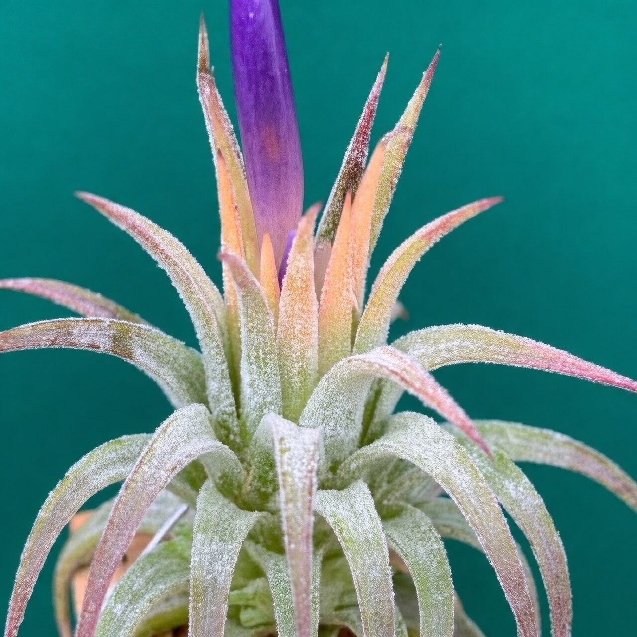 tillandsia bloom purple tubular flowers