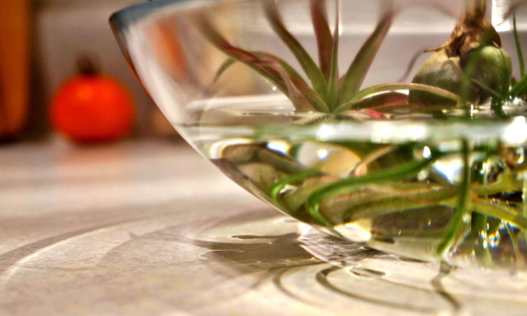 tillandsia soaking in bowl water