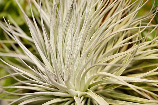 tillandsia inverted drying with fan