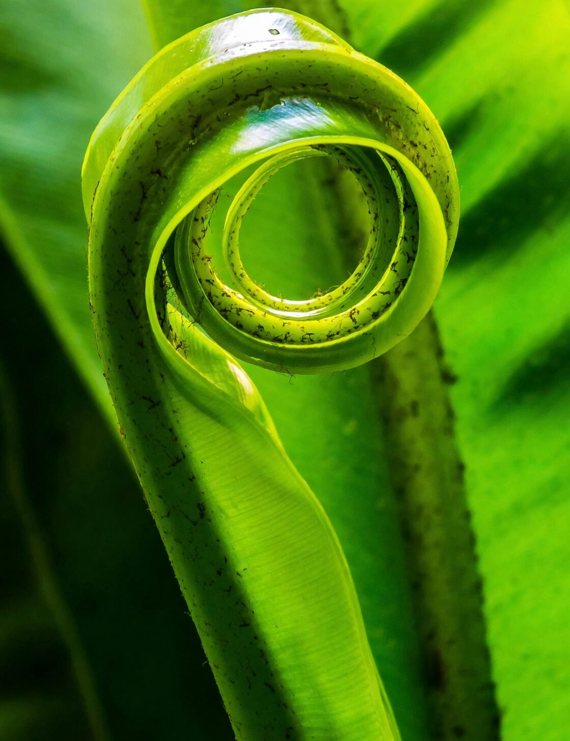 tillandsia leaf curl close up