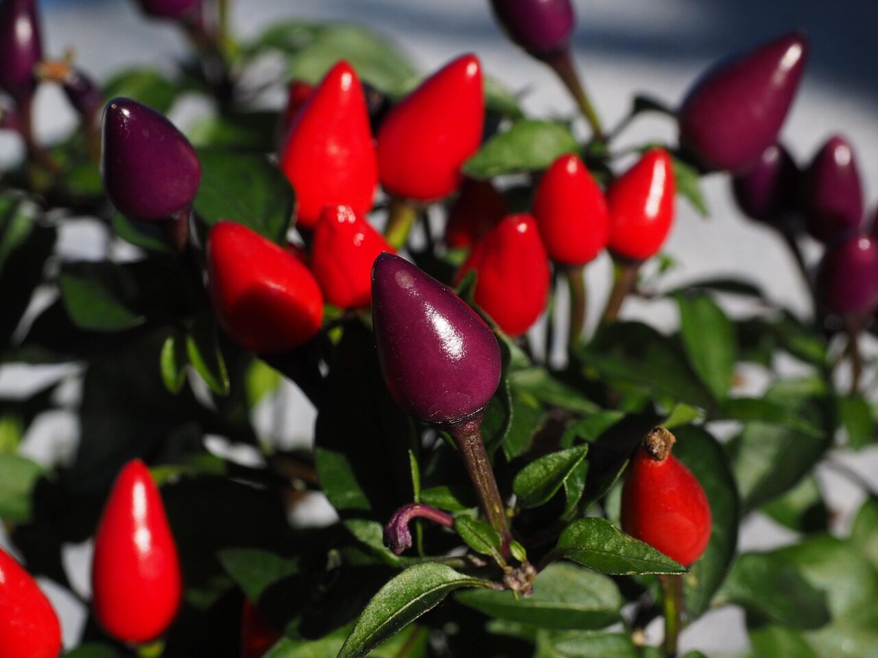 No More Dropped Peppers: A Sun-Soaked, Even-Moisture Routine for Windowsill Showstoppers