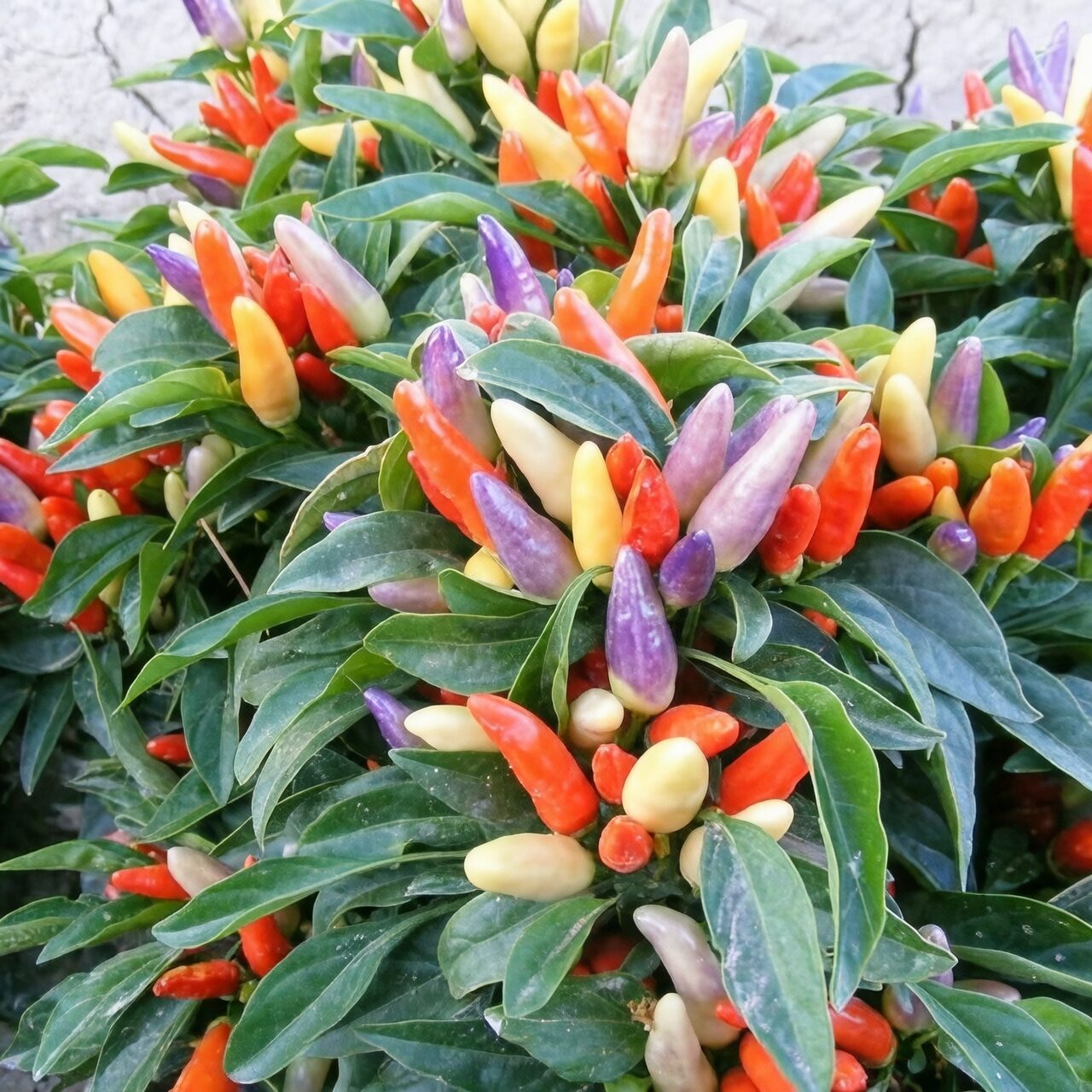 ornamental pepper in direct sunlight