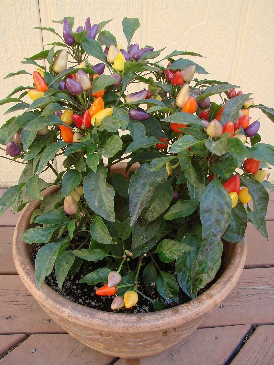 ornamental pepper varieties assortment