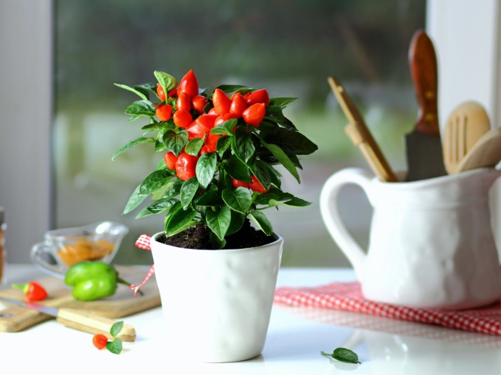 watering ornamental pepper potted plant