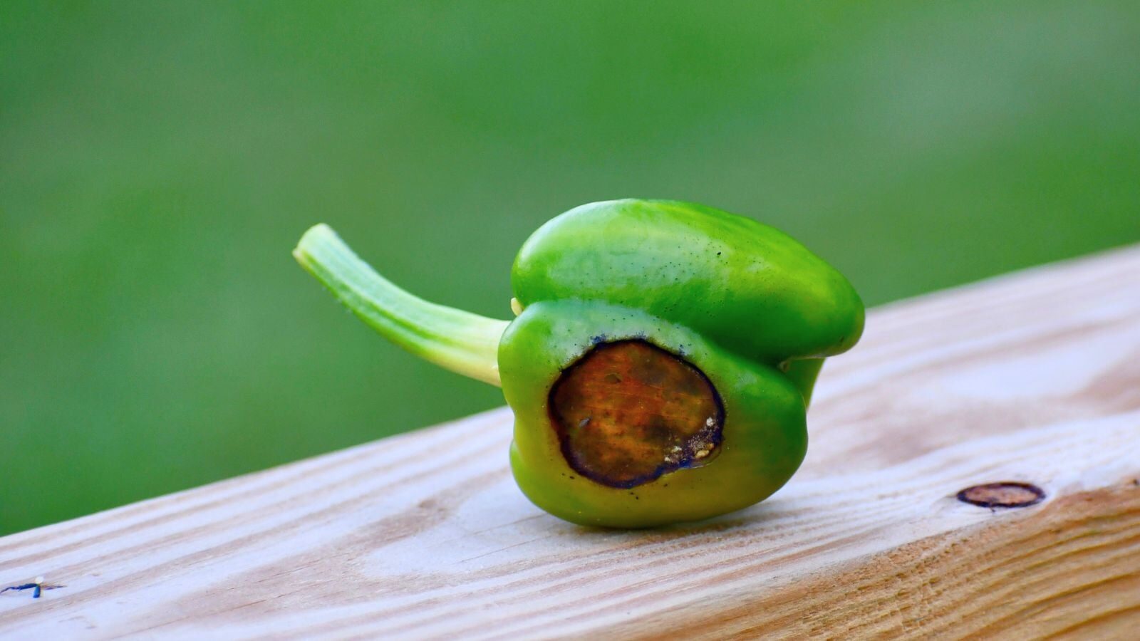 ornamental pepper fruit anthracnose spots