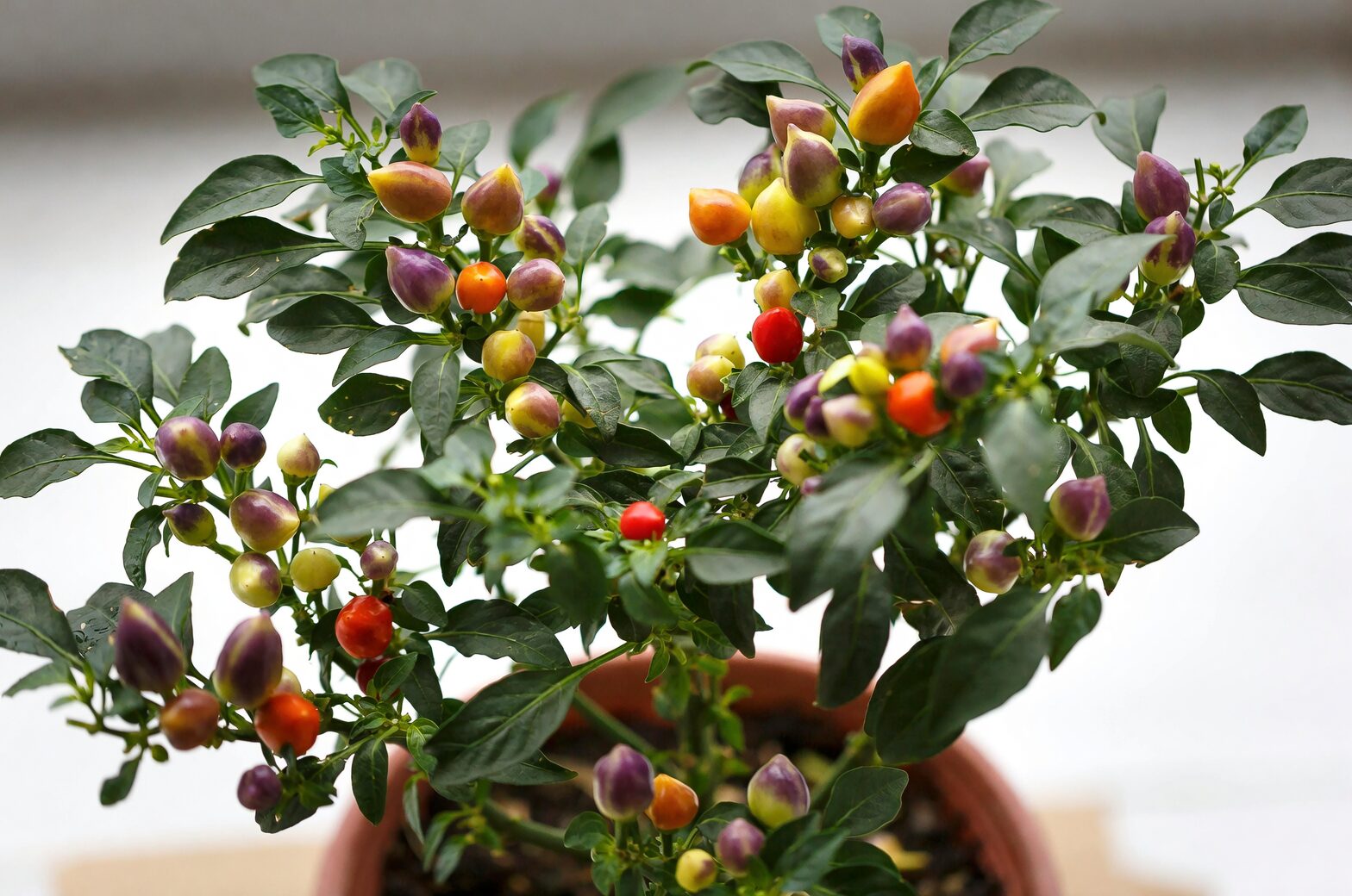 From Mesoamerican Markets to Holiday Windowsills: The Global Journey of Capsicum annuum