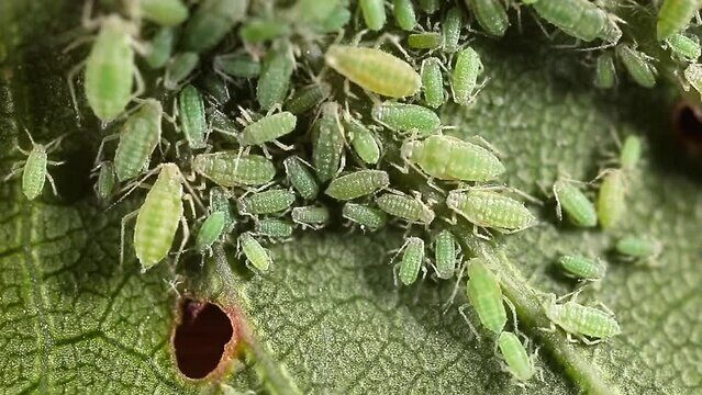 capsicum annuum aphids leaf close-up