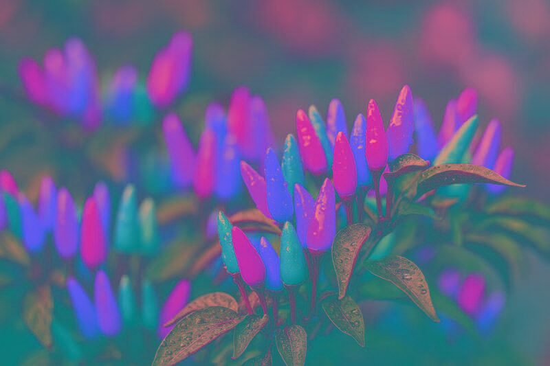 Five Colors on One Plant?! The Ripening Waves and Upright ‘Candle’ Quirk Explained