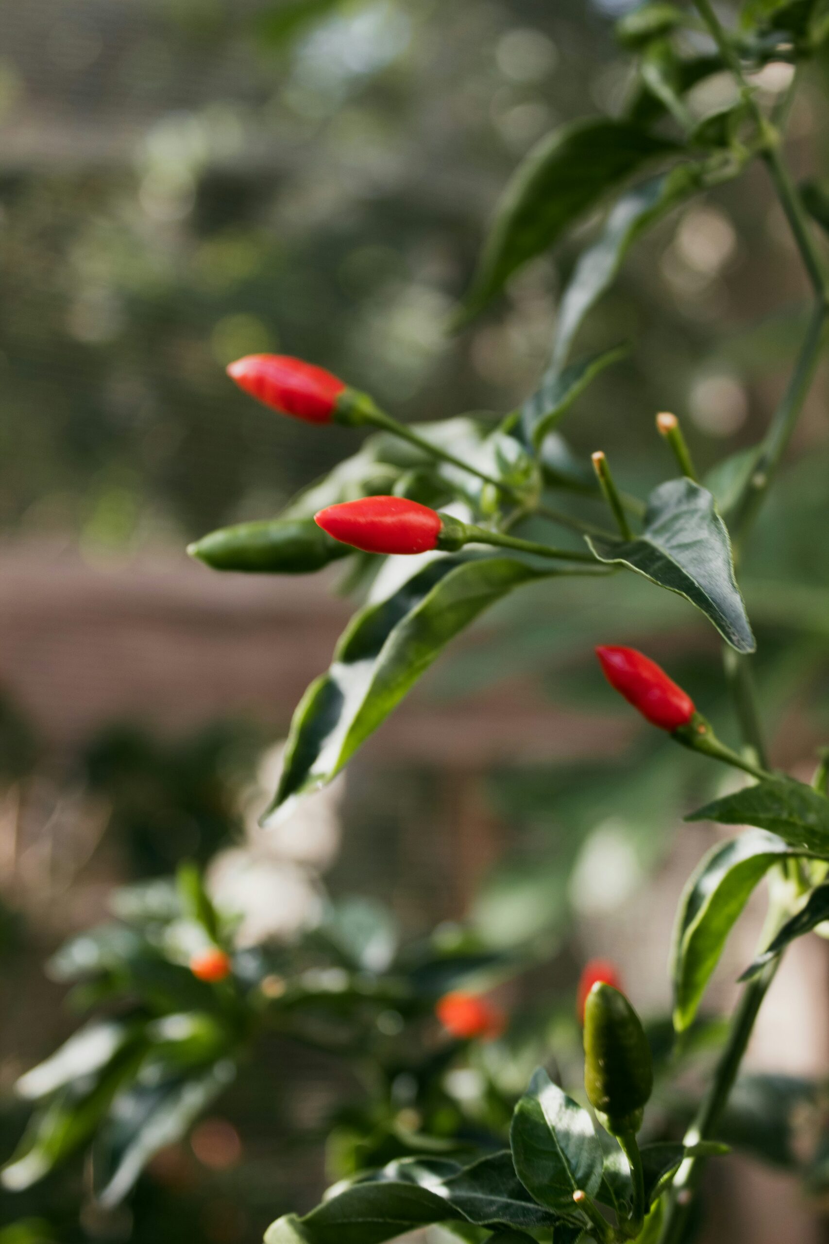 ornamental pepper upright pedicel close-up