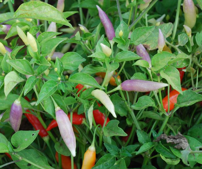 ornamental pepper ripening color stages
