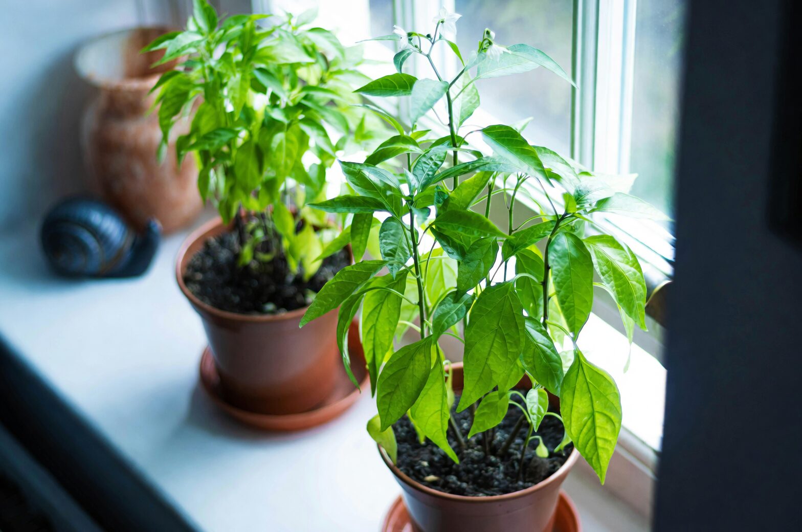 ornamental pepper sunny windowsill light
