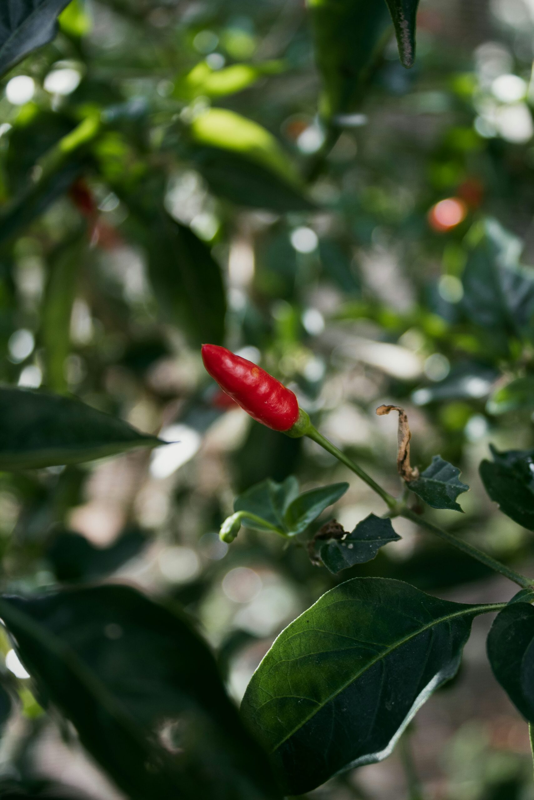 Spice, Luck, and Festival Red: The Meanings of Ornamental Peppers—and How Modern Flower Language Arose